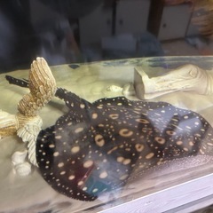 ダイヤモンドポルカの画像