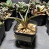 ランキングキーワードに紐づく投稿画像-観葉植物