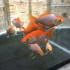 金魚　和金の画像