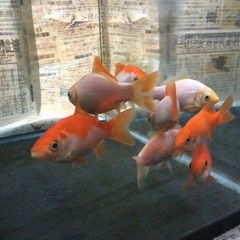 金魚　和金の画像