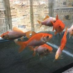 金魚　和金の画像