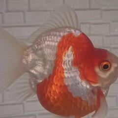 （お話し中）タマサバ