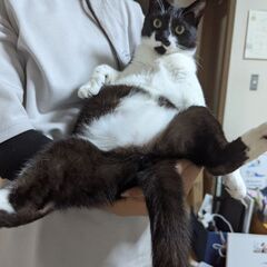 エイズキャリア／墨くん♪／１−２歳♂／尾長／♂避妊手術済／ − 福岡県