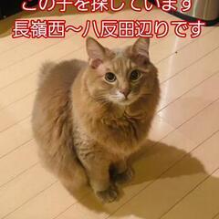 ご協力お願いします🙇迷子猫を探しています！