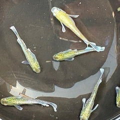 極上改良品種メダカ卵　販売スタートの画像