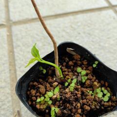 花②　植物　ガーデニング　タイタンビカス　モミジアイ
