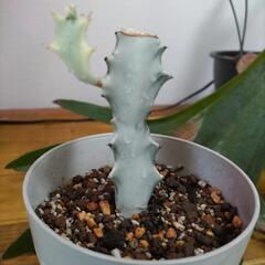 多肉植物　観葉植物　ユーフォルビア　ホワイトゴースト
