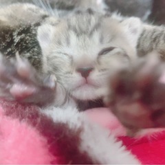 兄弟猫。2匹一緒のお迎え優先します⭐️ - 猫