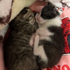 兄弟猫。2匹一緒のお迎え優先します⭐️ − 和歌山県