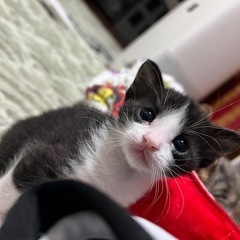 兄弟猫。2匹一緒のお迎え優先します⭐️ - 和歌山市