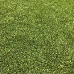 アイリス　人工芝の画像