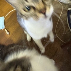 里親を、探してます。