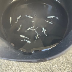 めだか