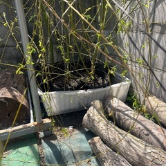 枝垂れ柳の苗の画像