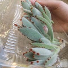 多肉植物 カランコエ 月兎耳(つきとじ) カット苗５つの画像