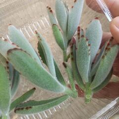 多肉植物 カランコエ 月兎耳(つきとじ) カット苗５つの画像