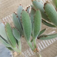 多肉植物 カランコエ 月兎耳(つきとじ) カット苗５つの画像