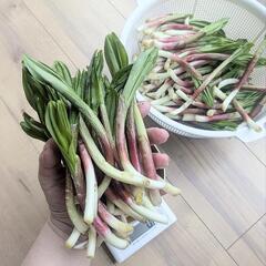 本日30日1日のみ値下げします　天然　行者にんにく　朝採り　100グラム500円の画像