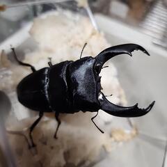 バナハウヒラタクワガタ♂️100mm♀️フリーサイズの画像