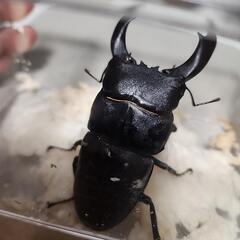 バナハウヒラタクワガタ♂️100mm♀️フリーサイズ