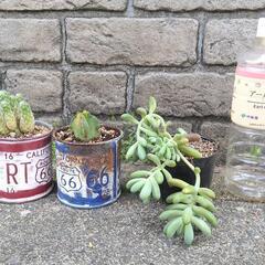 植物 🌵
