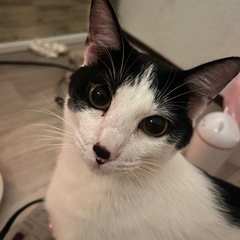 保護猫