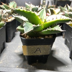Agave titanota ｱｶﾞﾍﾞ ﾁﾀﾉﾀ‘夕映’覆輪A  