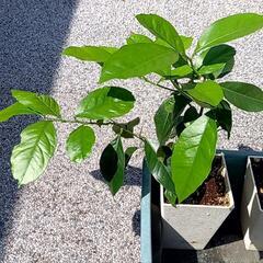 スーパーレモン 苗木 １鉢