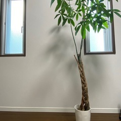 観葉植物「パキラ」