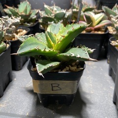 Agave titanota ｱｶﾞﾍﾞ ﾁﾀﾉﾀ‘夕映’覆輪B