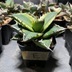 ランキングキーワードに紐づく投稿画像-多肉植物