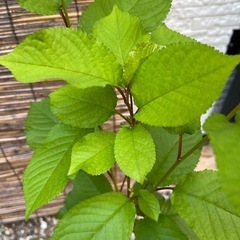 すみみ桜🌸の画像