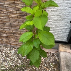 すみみ桜🌸の画像