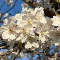 自宅フリーマーケット 