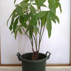 ★パキラ★観葉植物★75cm