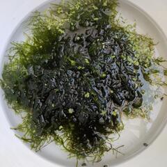ウィローモス　無農薬