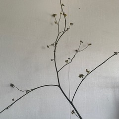 【希少】山のアロマフレグランス　クロモジの画像