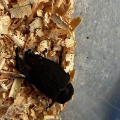 ♀  ヘラクレスオオカブトの画像