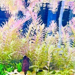 水草　無農薬　ピンクのロタラ30本　の画像