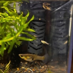 【無料】グッピー幼魚・稚魚（ご希望の場合、飼育フルセット＋他熱帯...