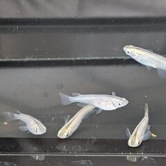 青メダカ　５匹