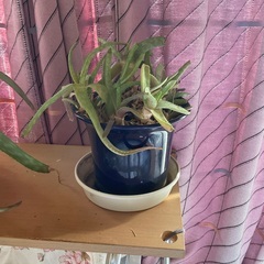 アロエ