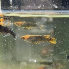 　五式タイプR　極上　1ペア2000円　めだか　メダカの画像