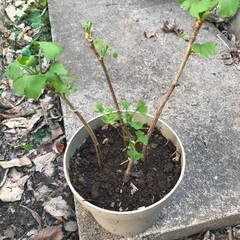 イチョウの苗木４本／植木鉢付き【交換なら無料で】