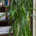 ランキングキーワードに紐づく投稿画像-観葉植物