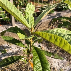 ビワ　1株🌱➕マーリーゴールド苗🌱2.3株の画像