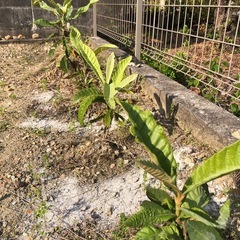 ビワ　1株🌱➕マーリーゴールド苗🌱2.3株の画像