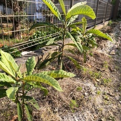 ビワ　1株🌱➕マーリーゴールド苗🌱2.3株の画像