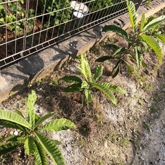 ビワ　1株🌱➕マーリーゴールド苗🌱2.3株の画像