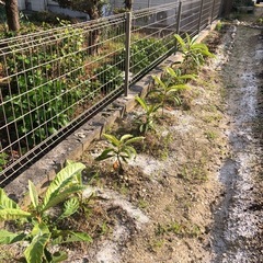 ビワ
